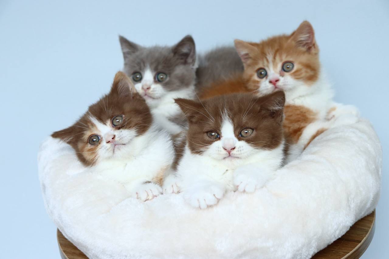 kitten8