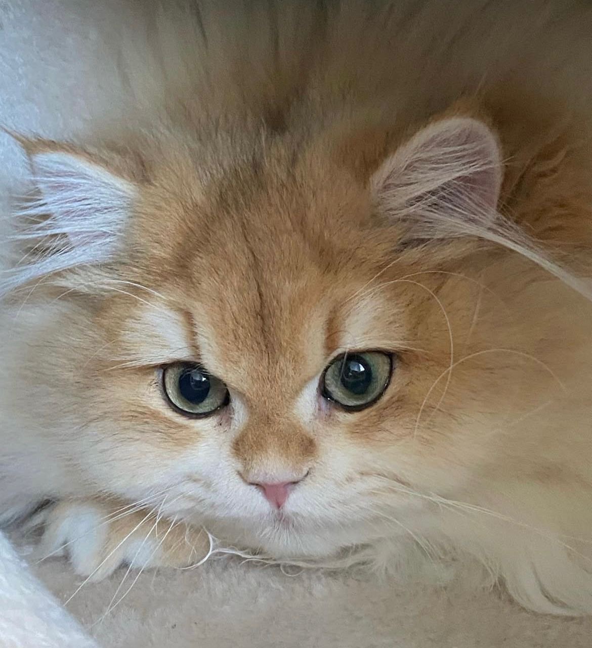 cat1