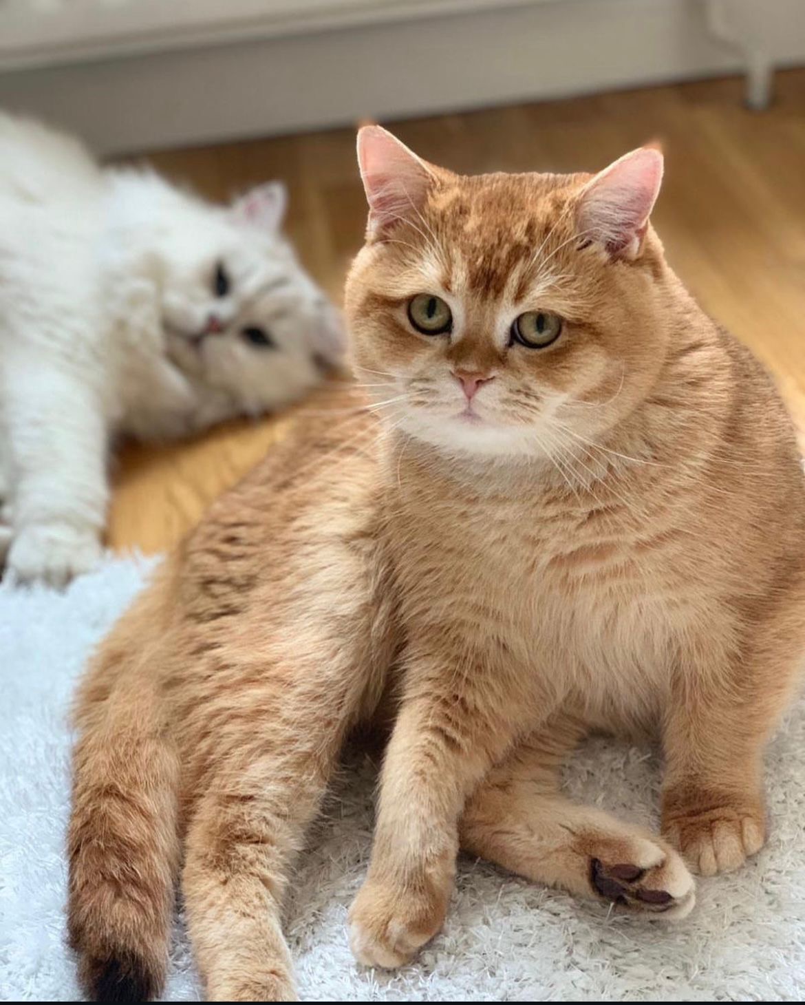 cat2
