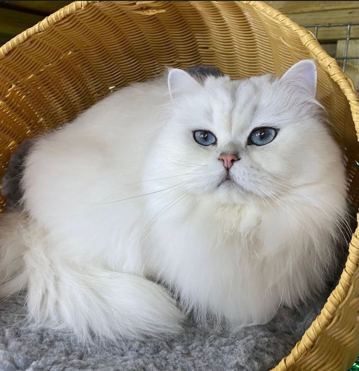 cat3