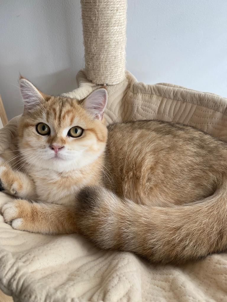 cat4
