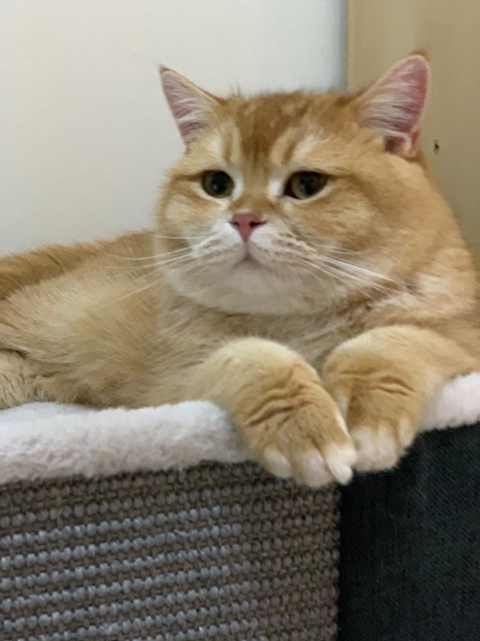 cat6