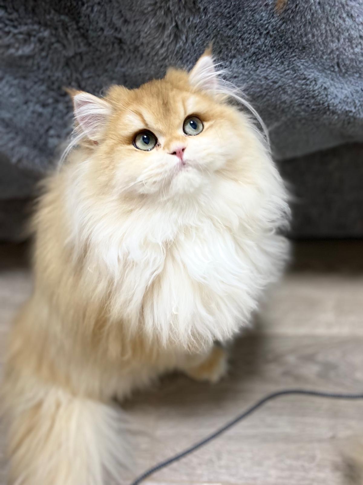 cat7