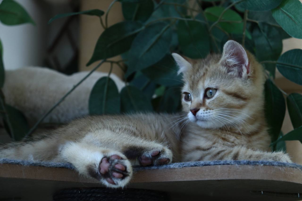 kitten1