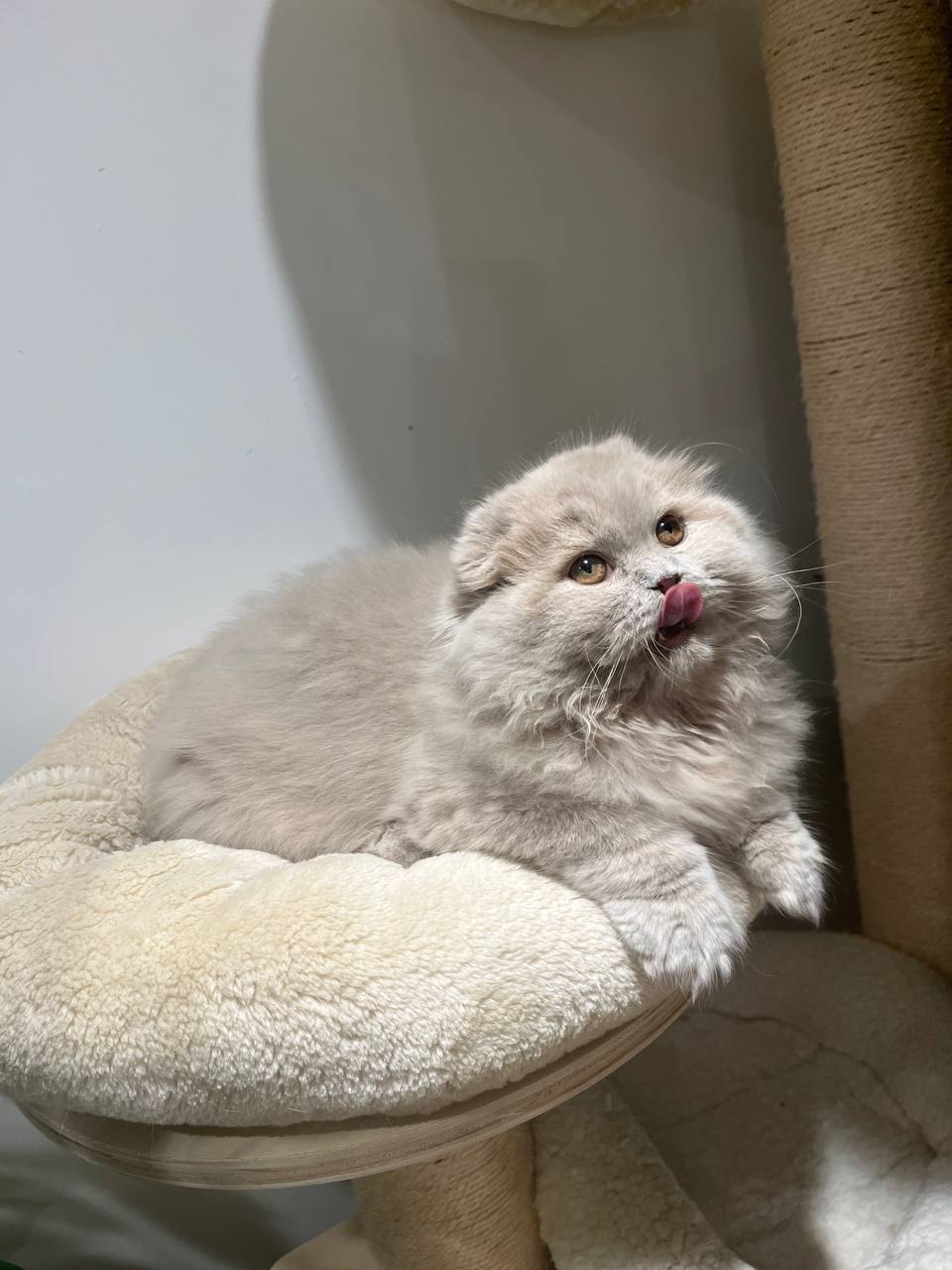 kitten10