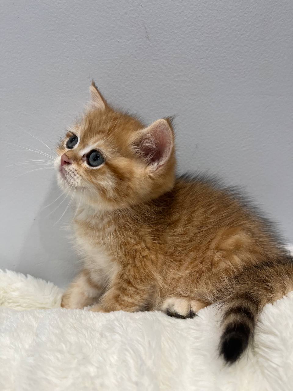 kitten11