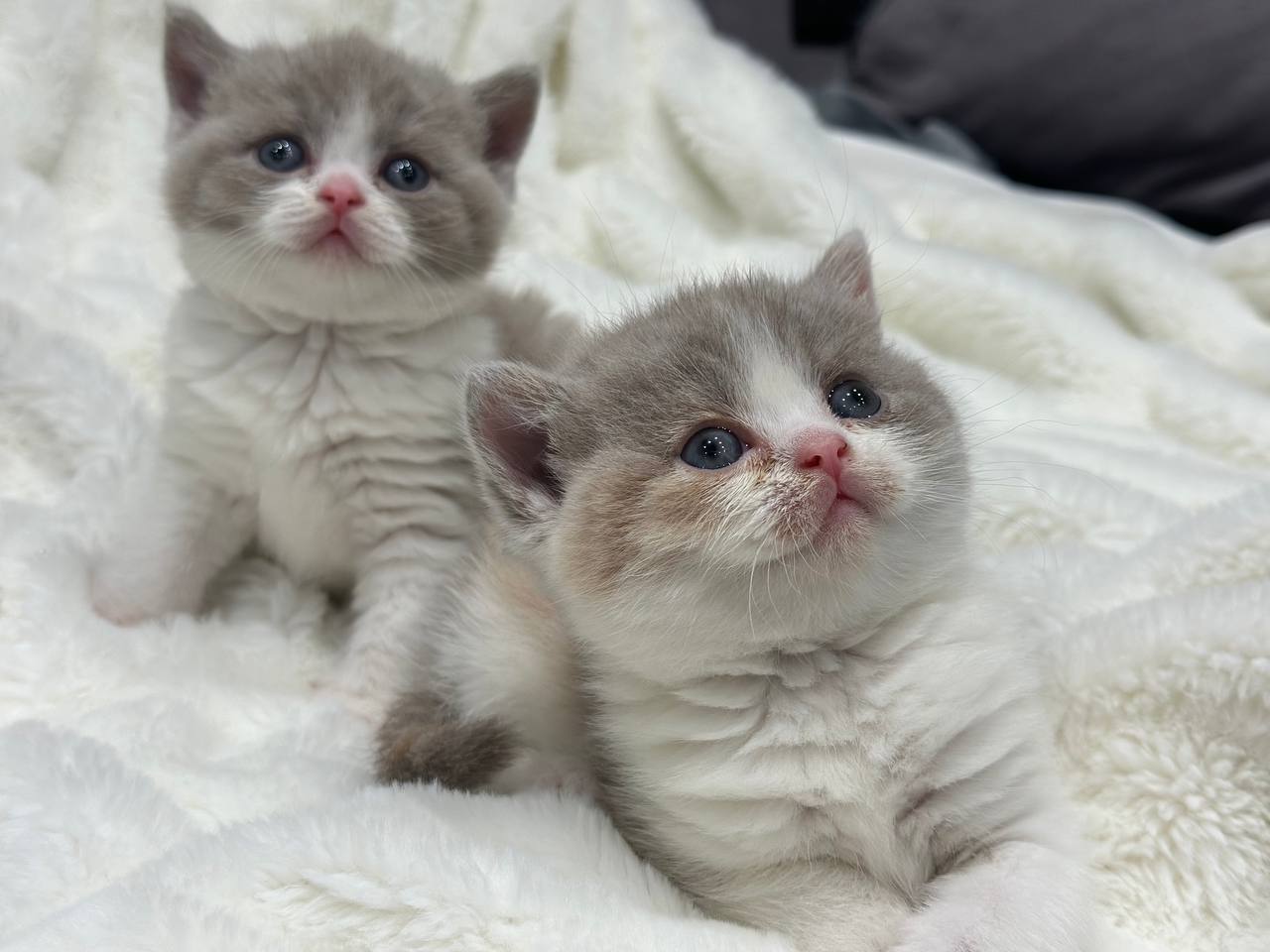 kitten12