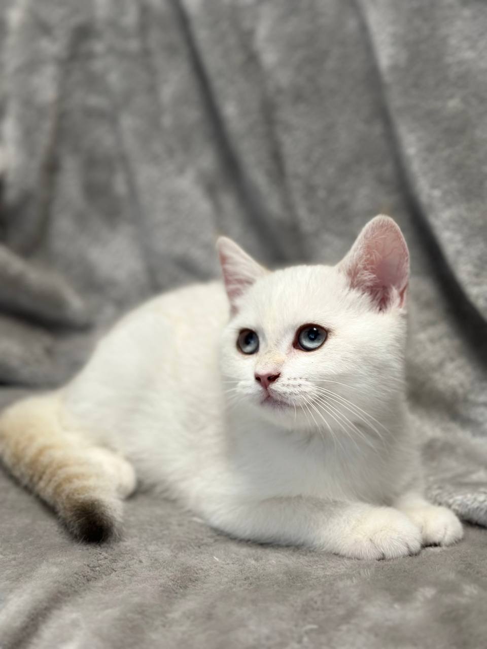 kitten14