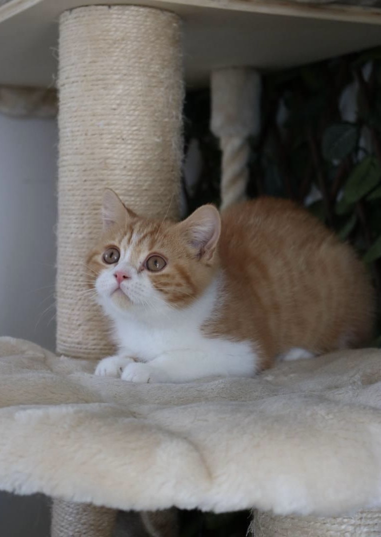 kitten15