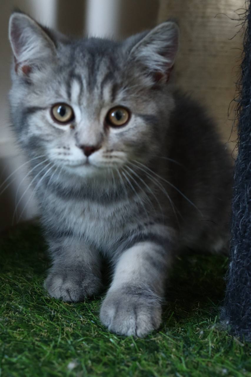kitten2