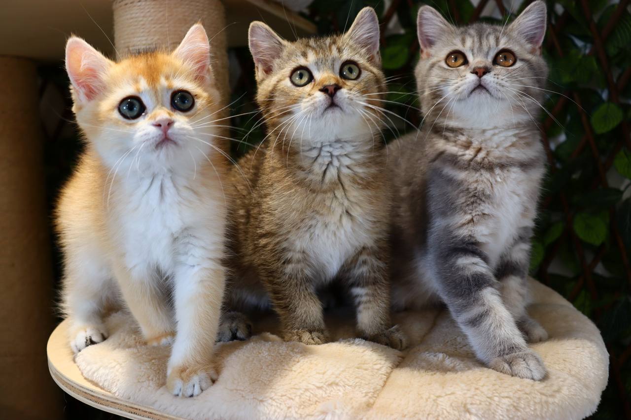 kitten4