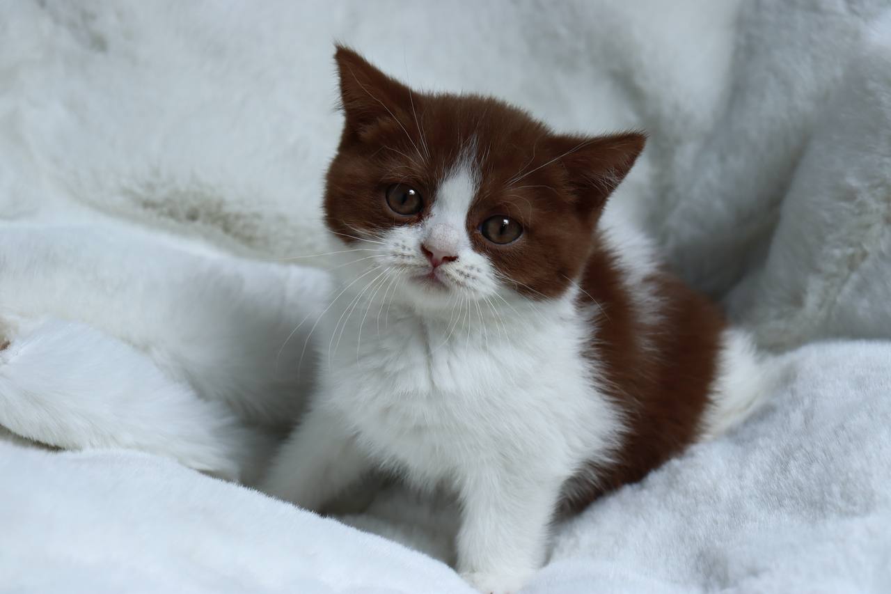 kitten5