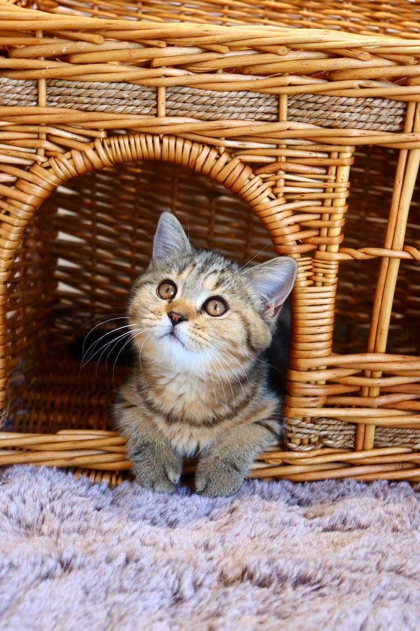 kitten6