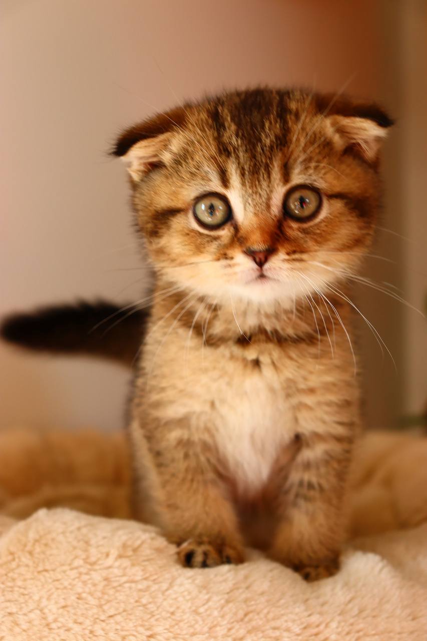 kitten7