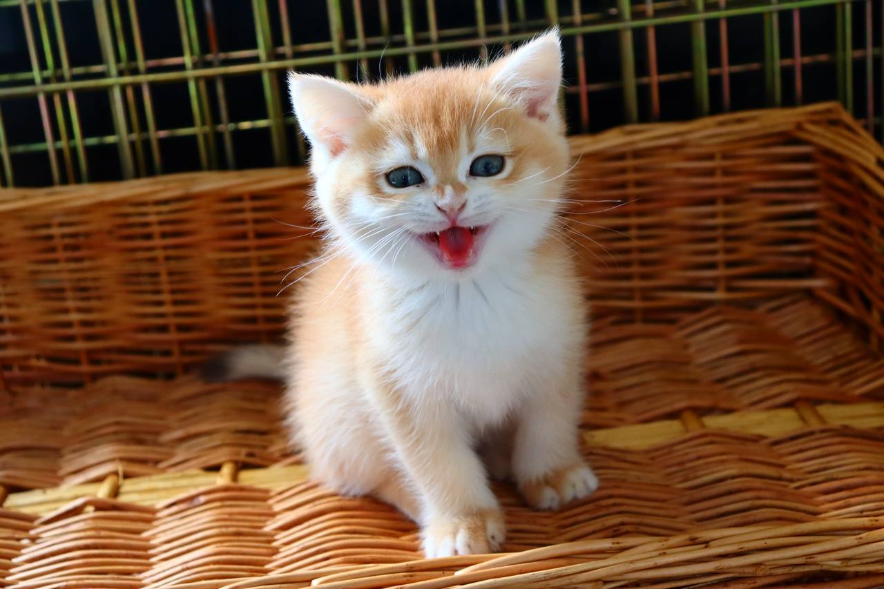 kitten8