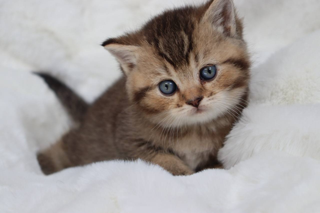 kitten9