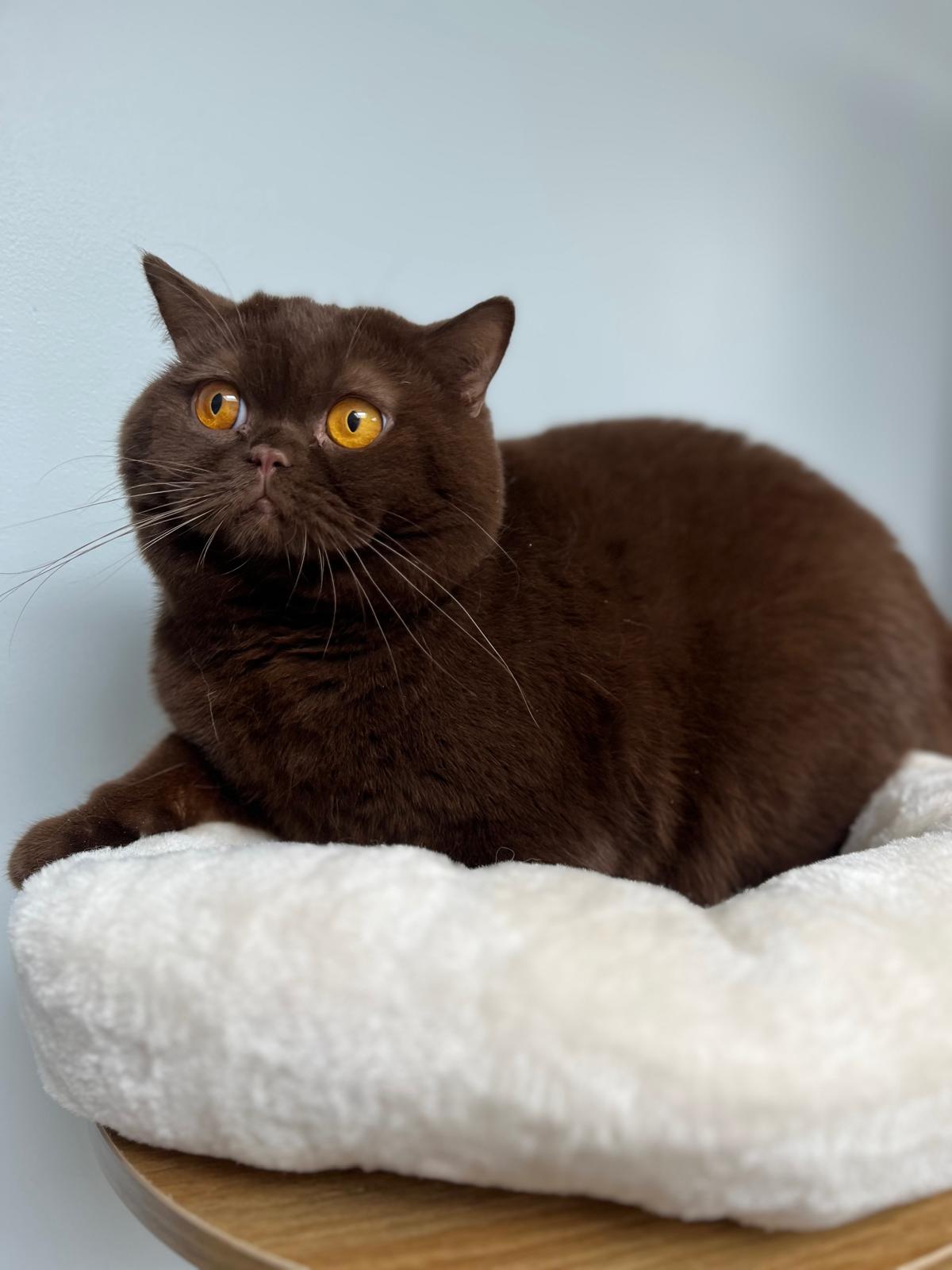cat8