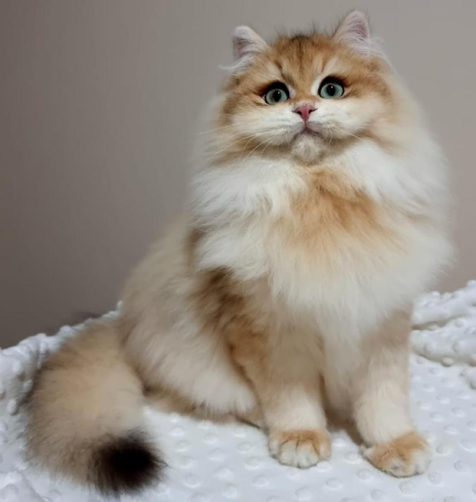 cat0
